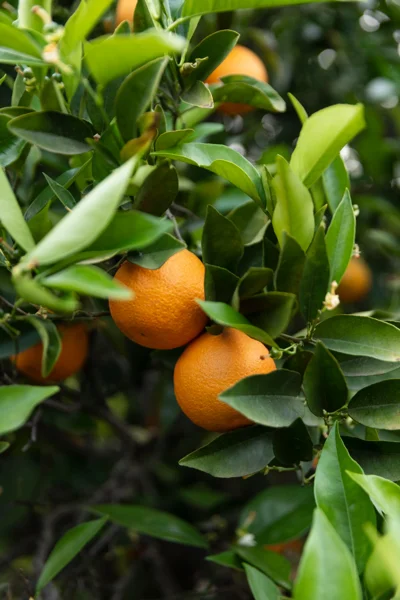 Citrus