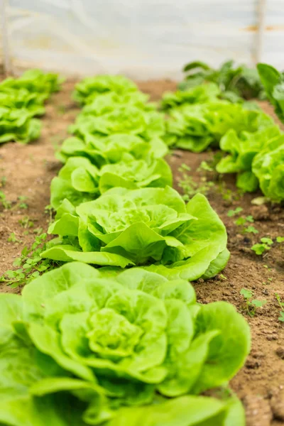 Extensive Crops