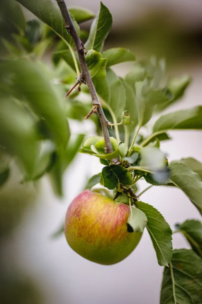 Fruit Trees