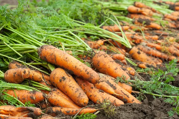 Horticultural Crops